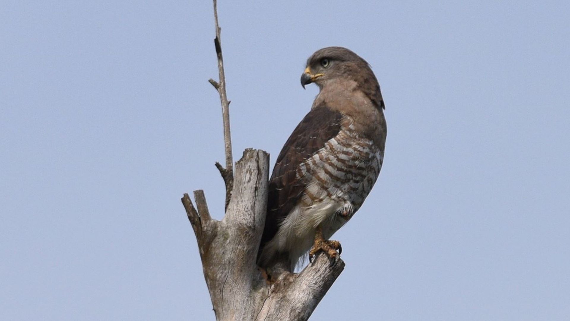 Grijze slangenarend - Circaetus fasciolatus