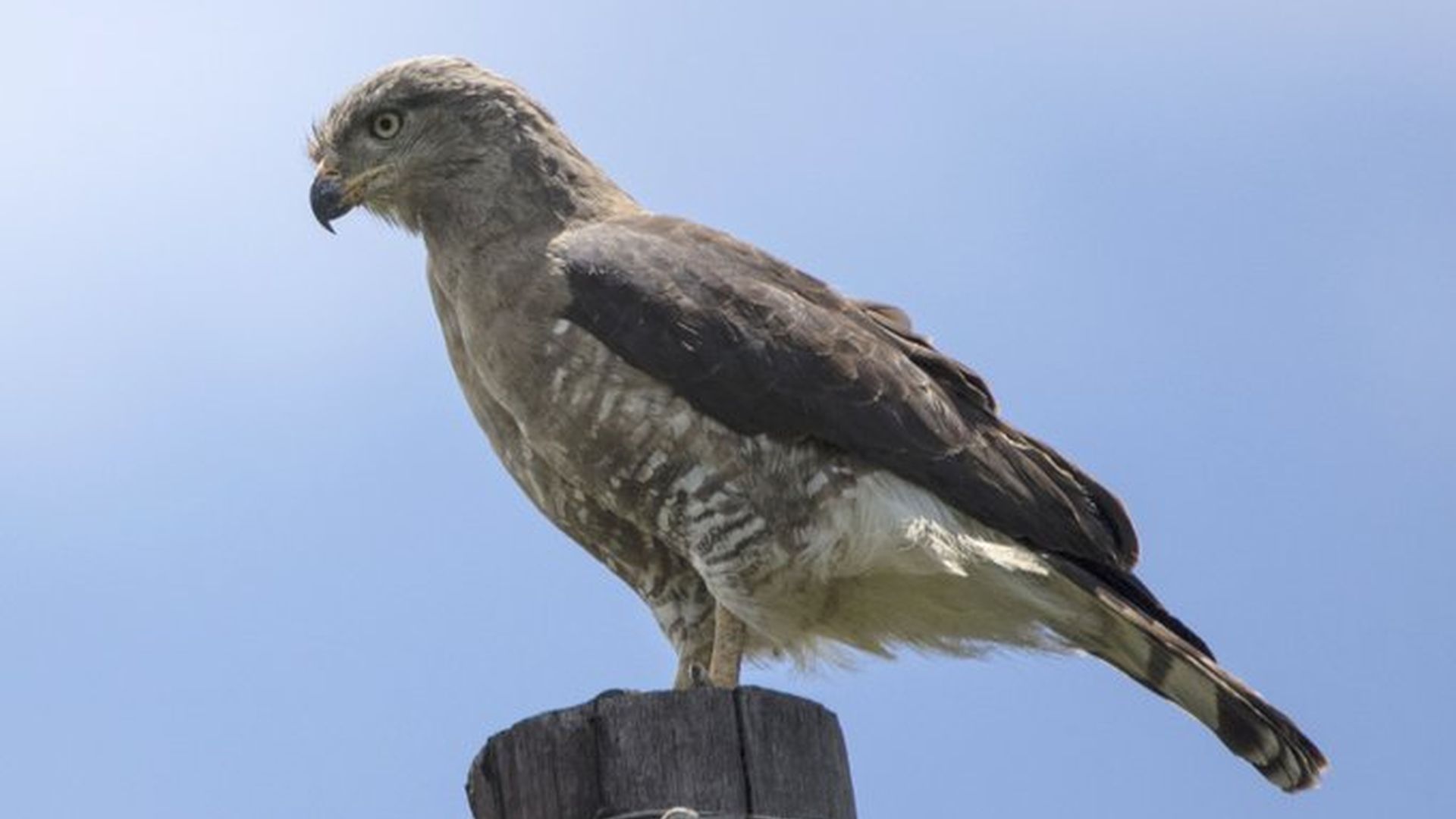 Grijze slangenarend - Circaetus fasciolatus