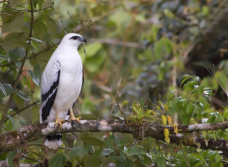 Grote bonte buizerd - Pseudastur albicollis