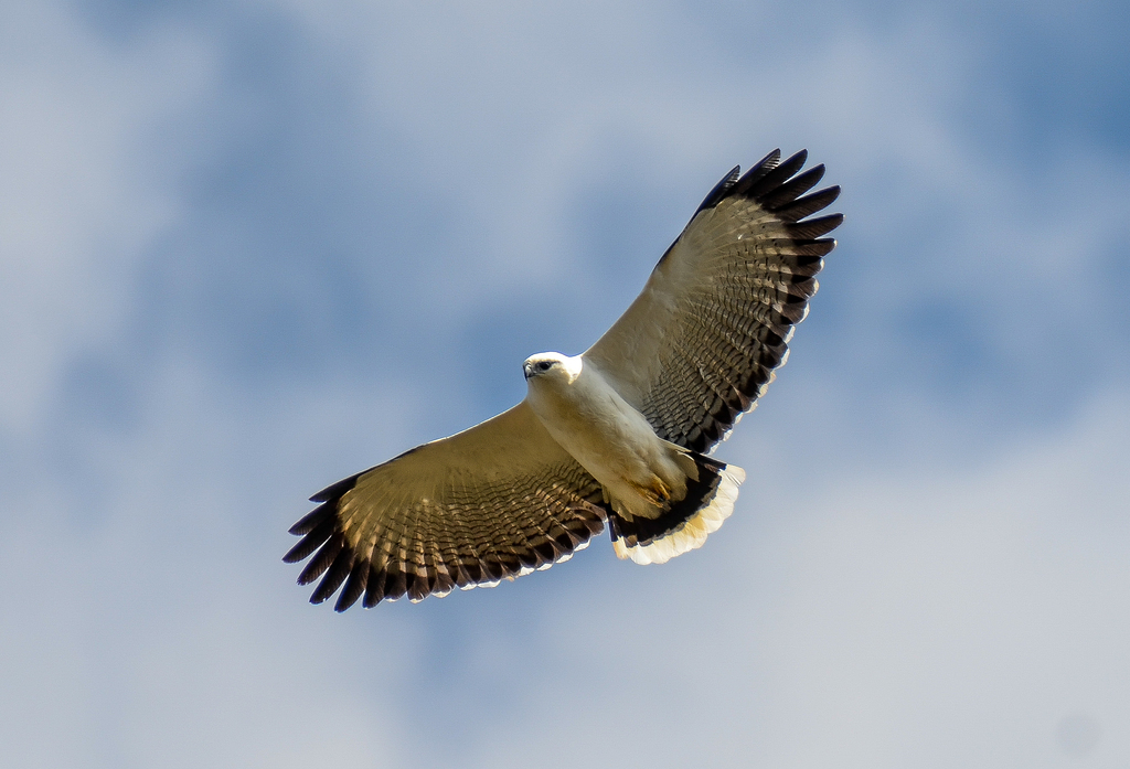 Grote bonte buizerd - Pseudastur albicollis