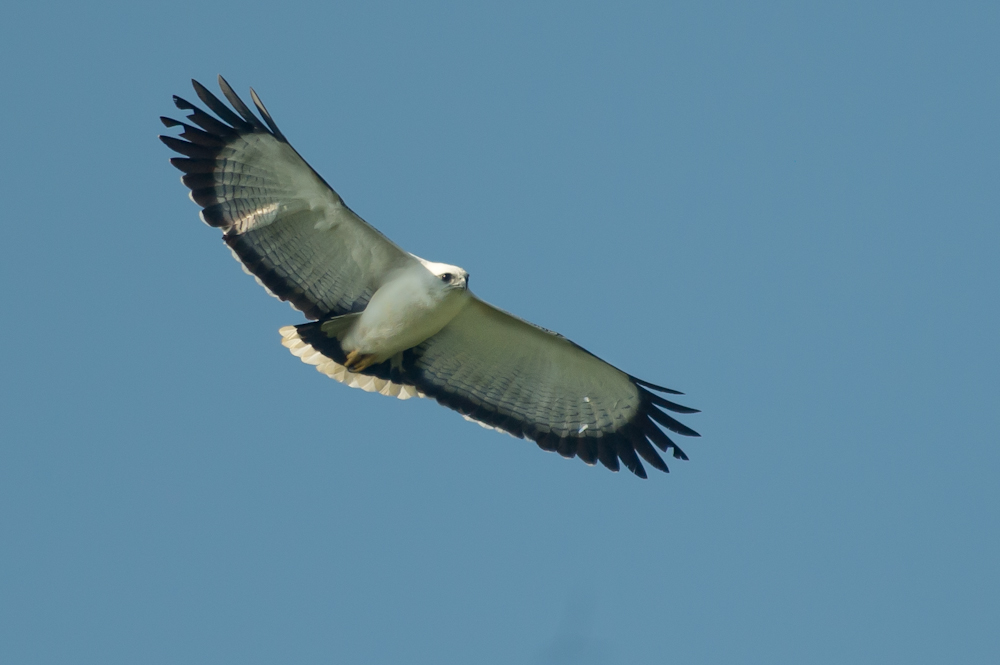 Grote bonte buizerd - Pseudastur albicollis