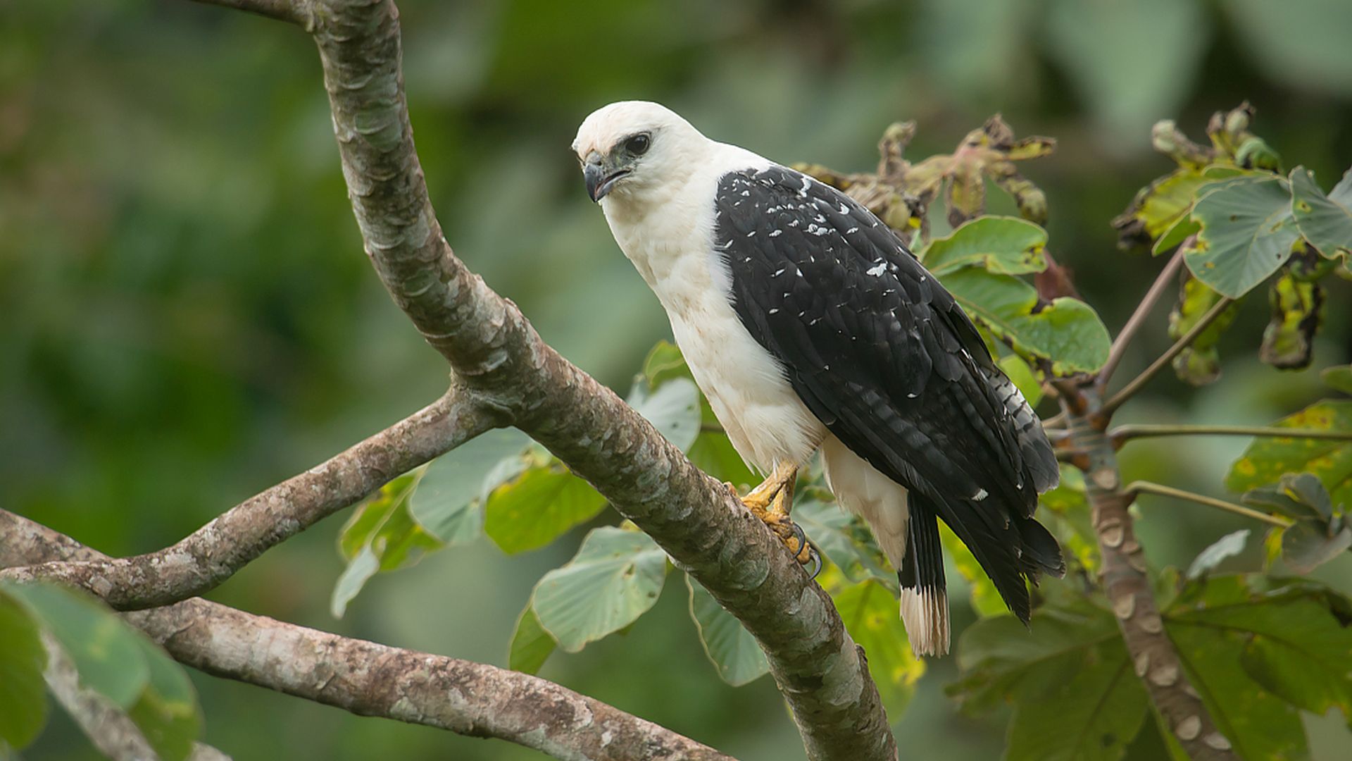 Grote bonte buizerd - Pseudastur albicollis