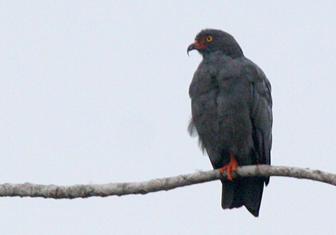 Haaksnavelwouw - Slanksnavelwouw - Rostrhamus hamatus