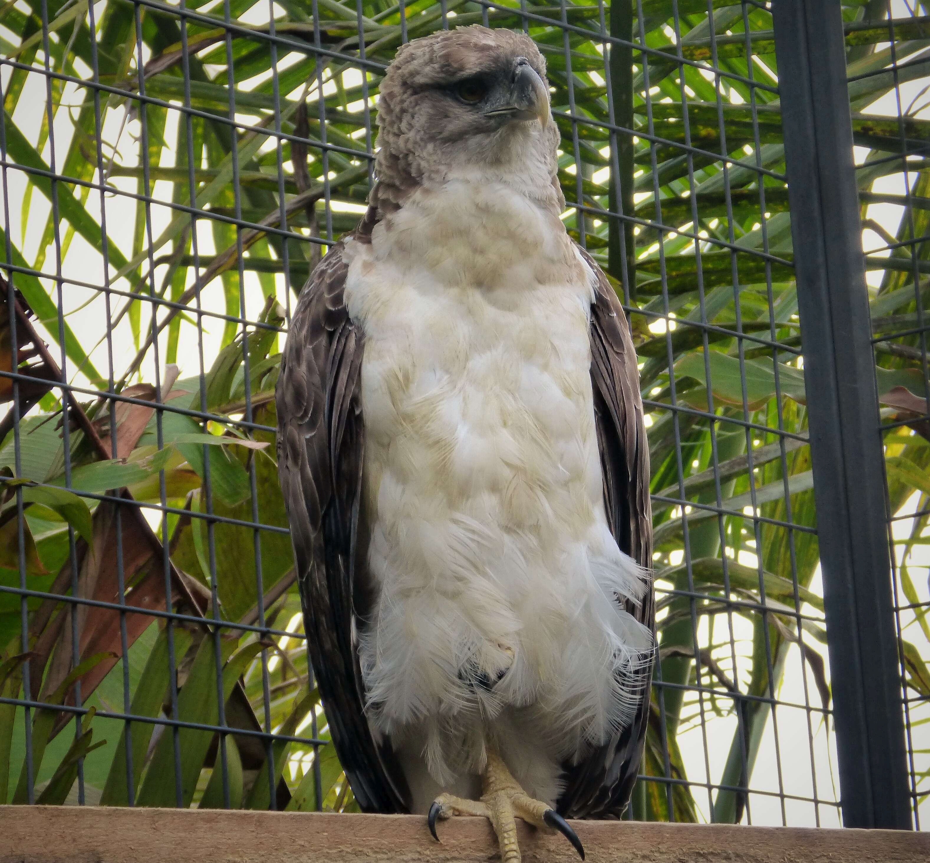 Harpijarend - Harpyopsis novaeguineae