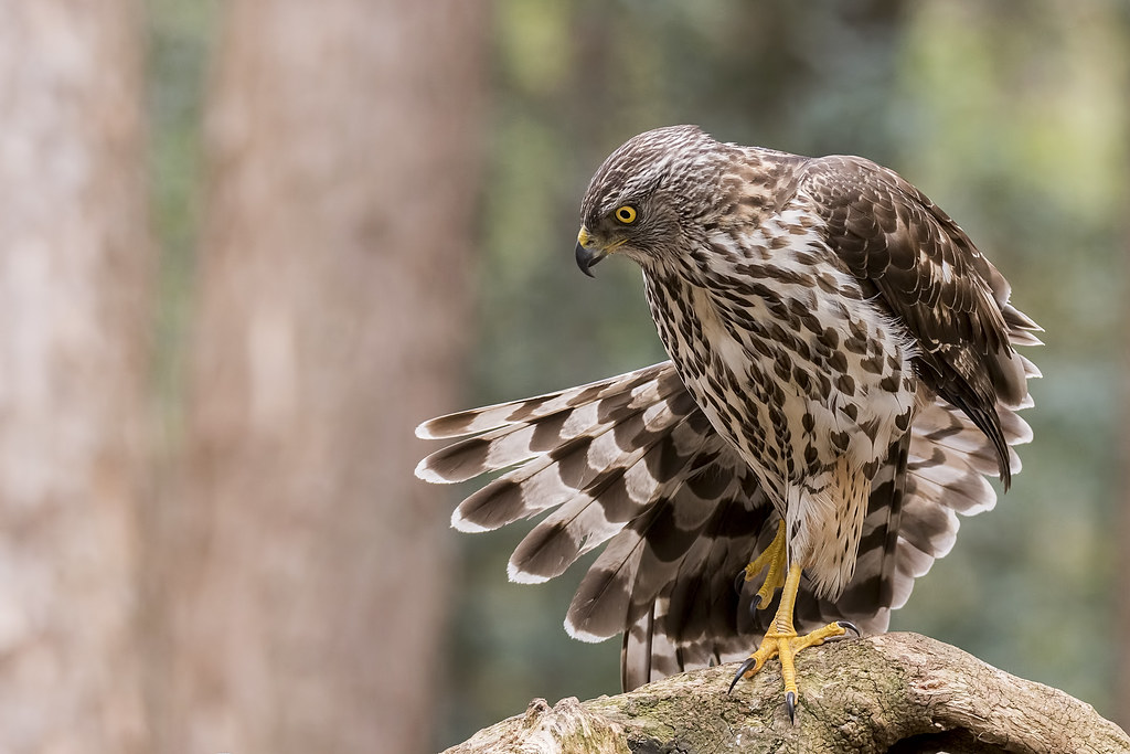 Havik - Accipiter Gentilis
