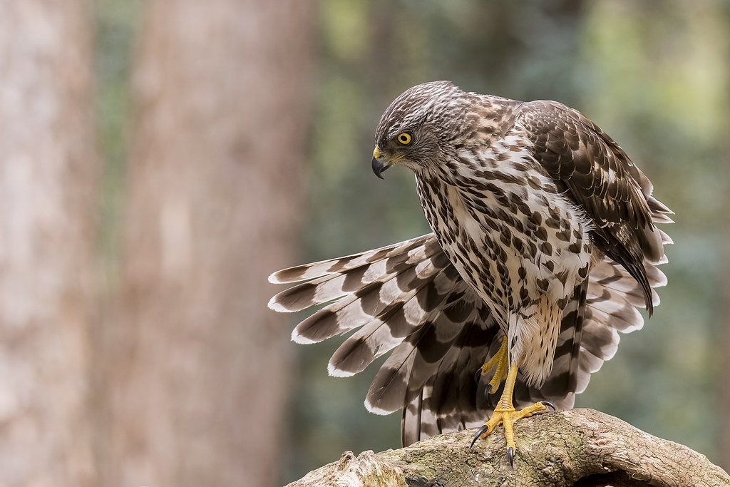 Havik - Accipiter Gentilis