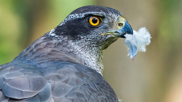 Havik - Accipiter Gentilis