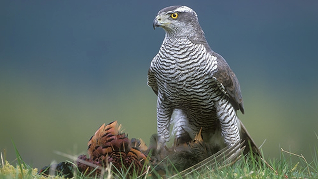 Havik - Accipiter Gentilis