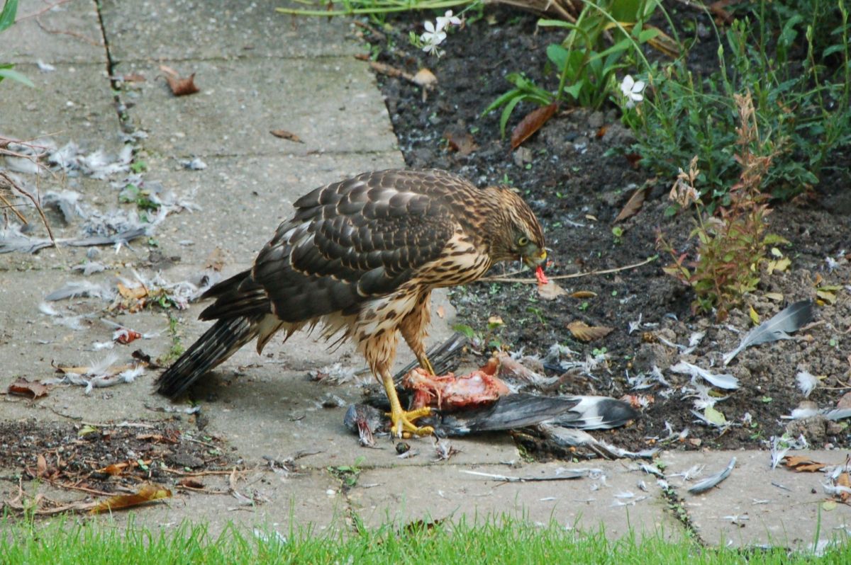 Havik - Accipiter Gentilis