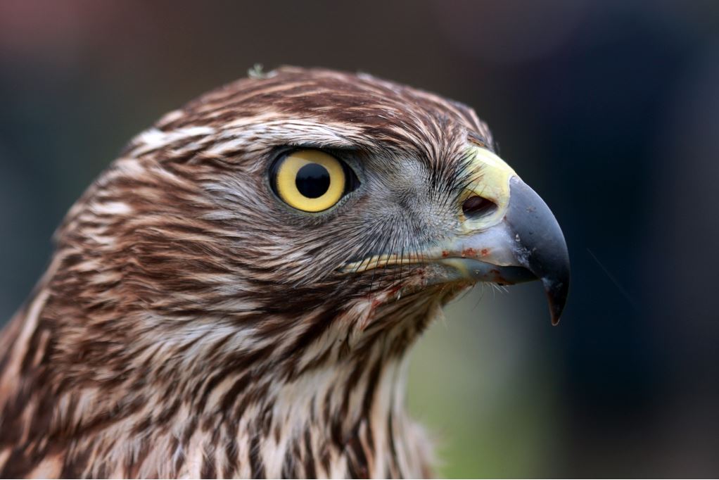 Havik - Accipiter Gentilis