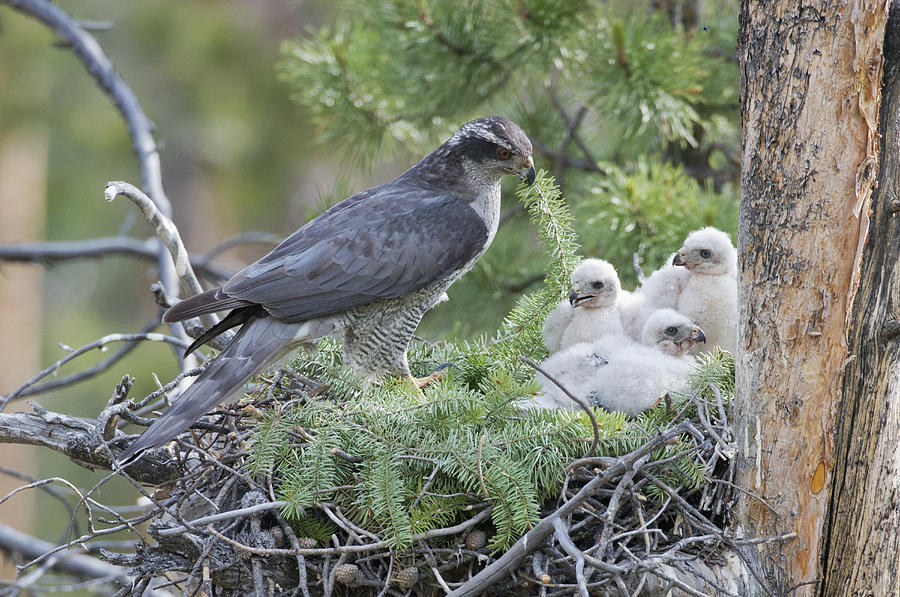 Havik - Accipiter Gentilis