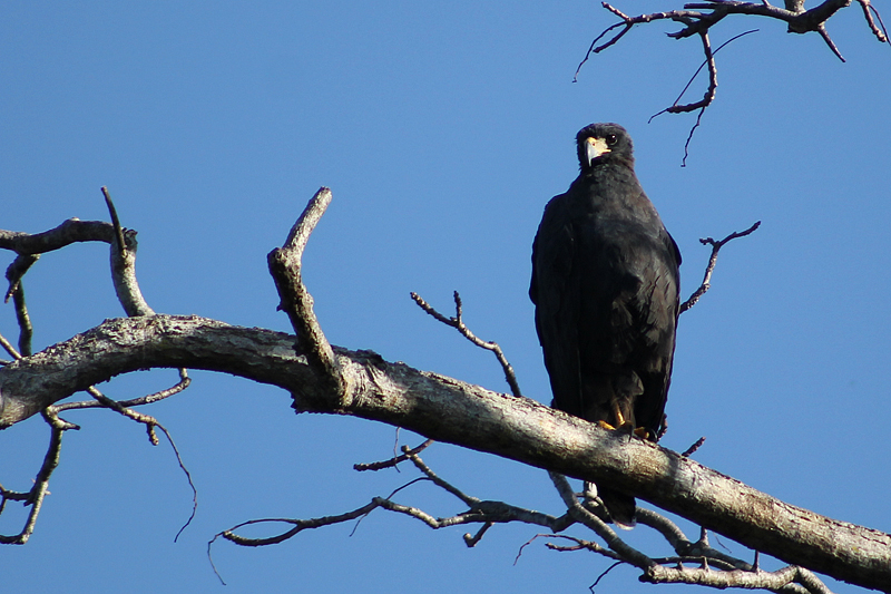 Heremietarend - Buteogallus solitarius