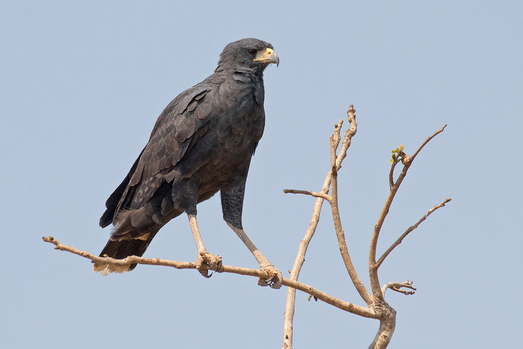 Heremietarend - Buteogallus solitarius