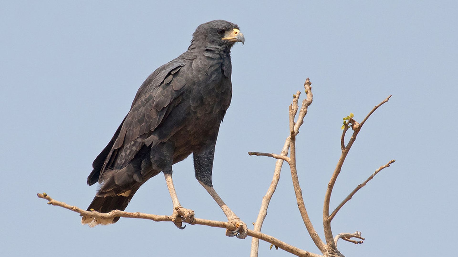 Heremietarend - Buteogallus solitarius