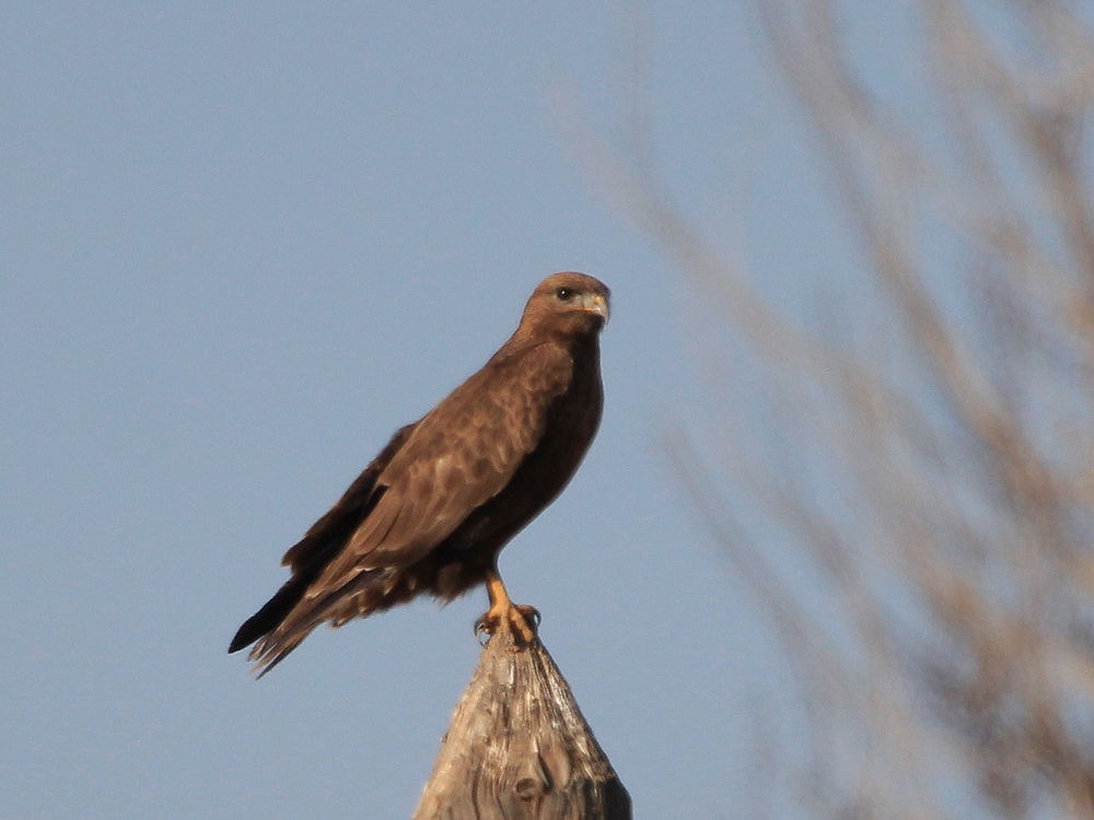 Himalayabuizerd - Buteo refectus