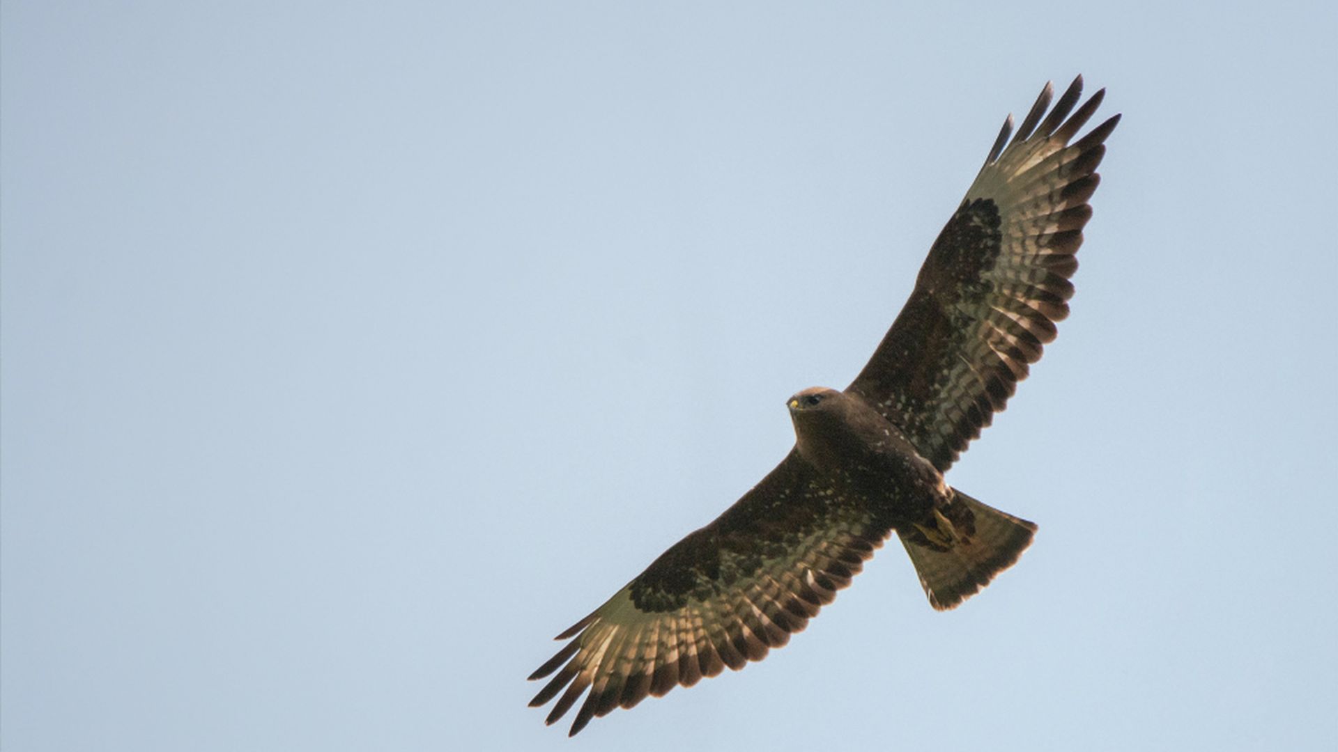 Himalayabuizerd - Buteo refectus