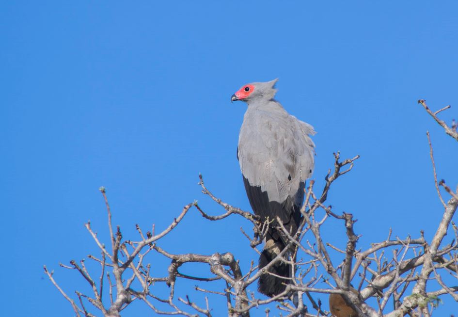 Holenkiekendief - Polyboroides radiatus