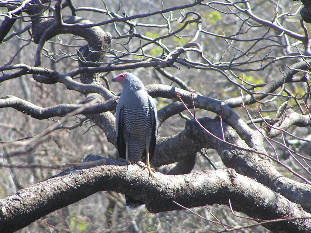 Holenkiekendief - Polyboroides radiatus