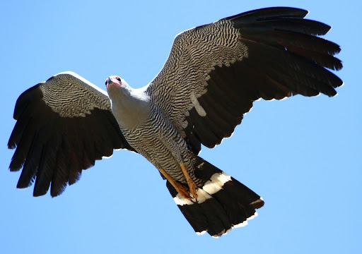 Holenkiekendief - Polyboroides radiatus