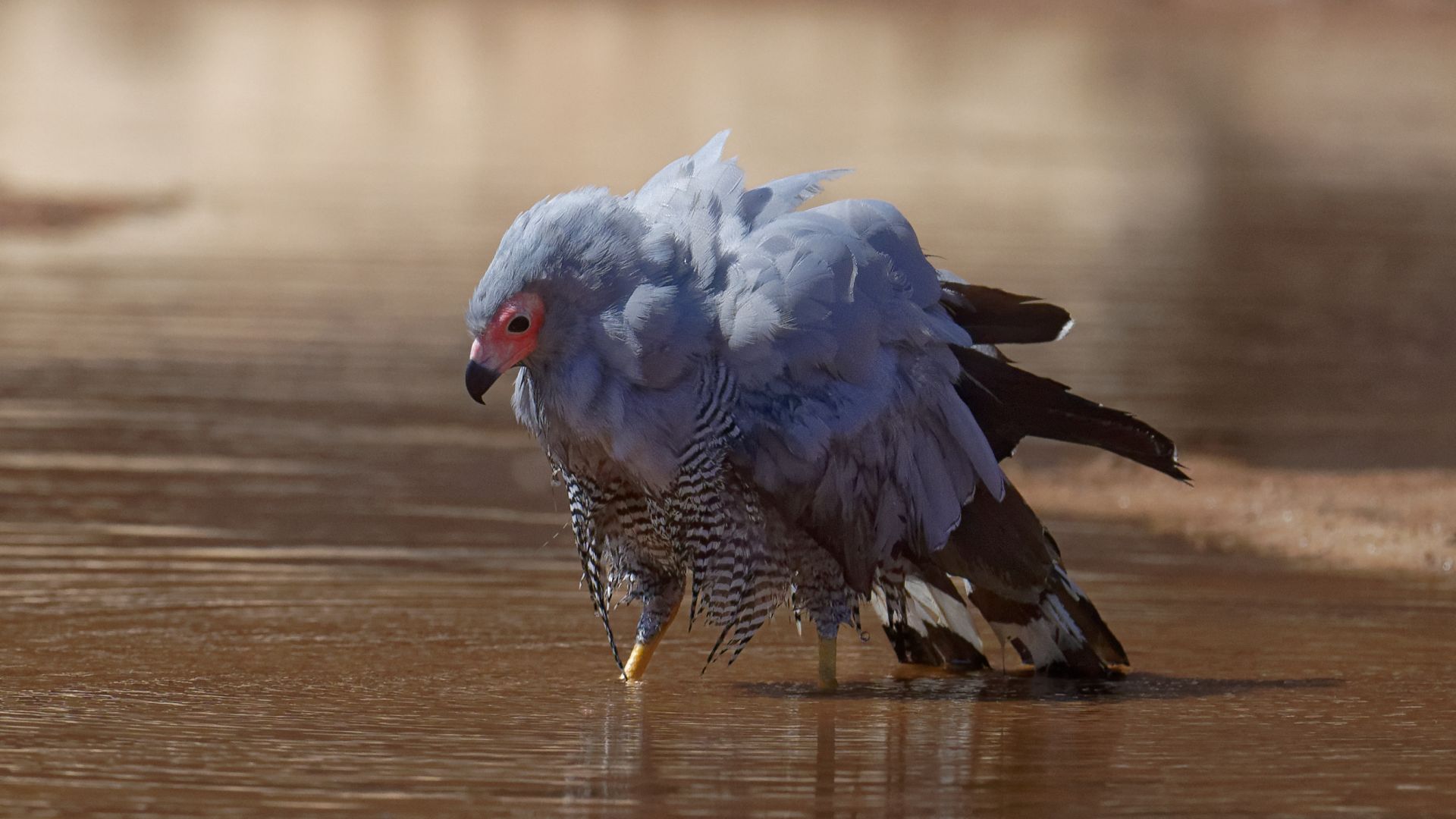 Holenkiekendief - Polyboroides radiatus