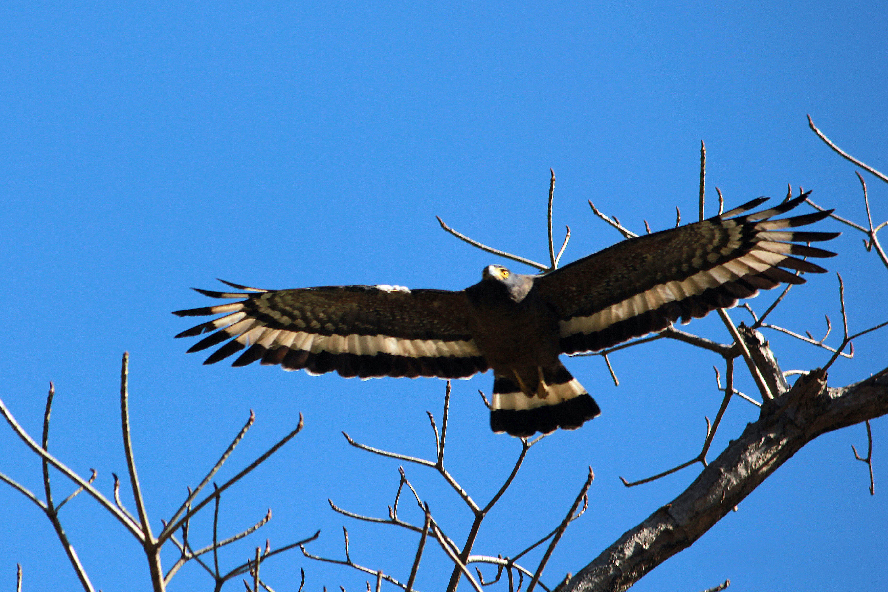 Indische slangenarend - Spilornis cheela