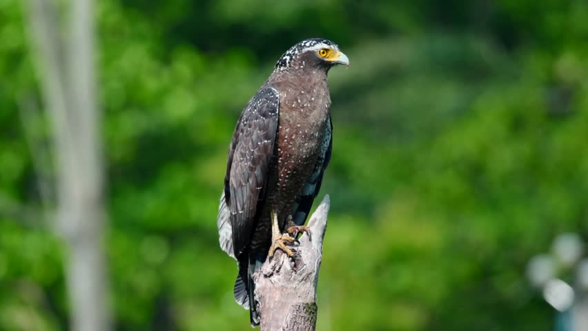 Indische slangenarend - Spilornis cheela