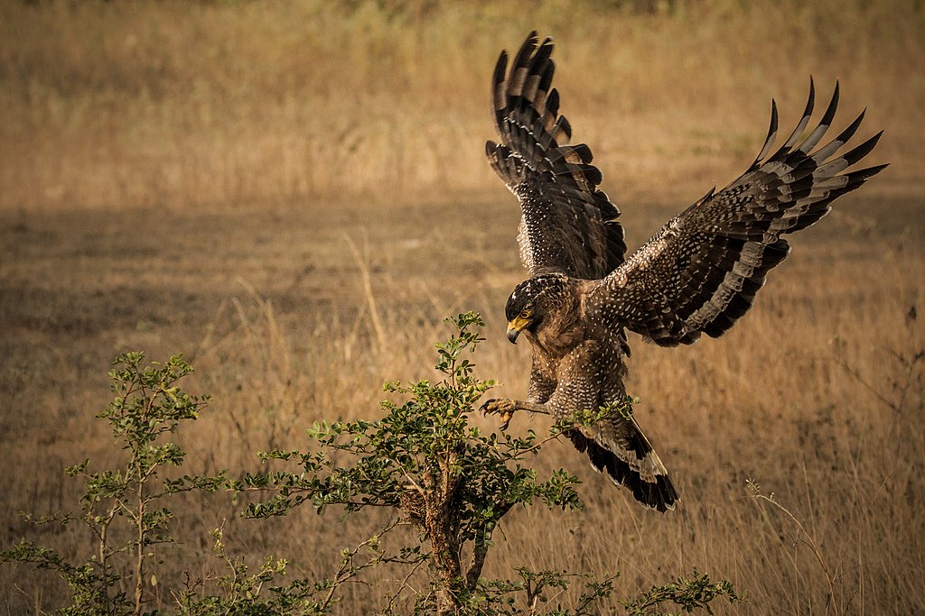 Indische slangenarend - Spilornis cheela