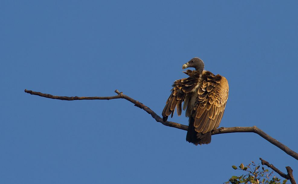 Indische gier - Gyps indicus