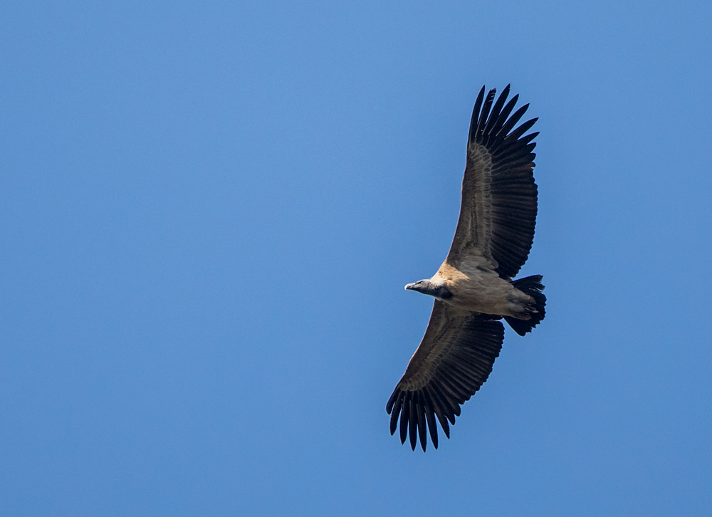 Indische gier - Gyps indicus