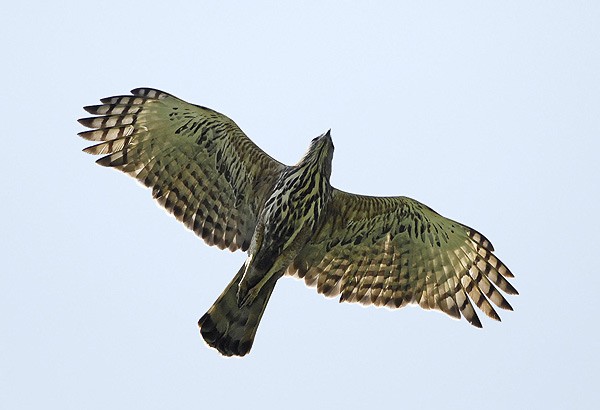 Indische kuifarend - Nisaetus cirrhatus