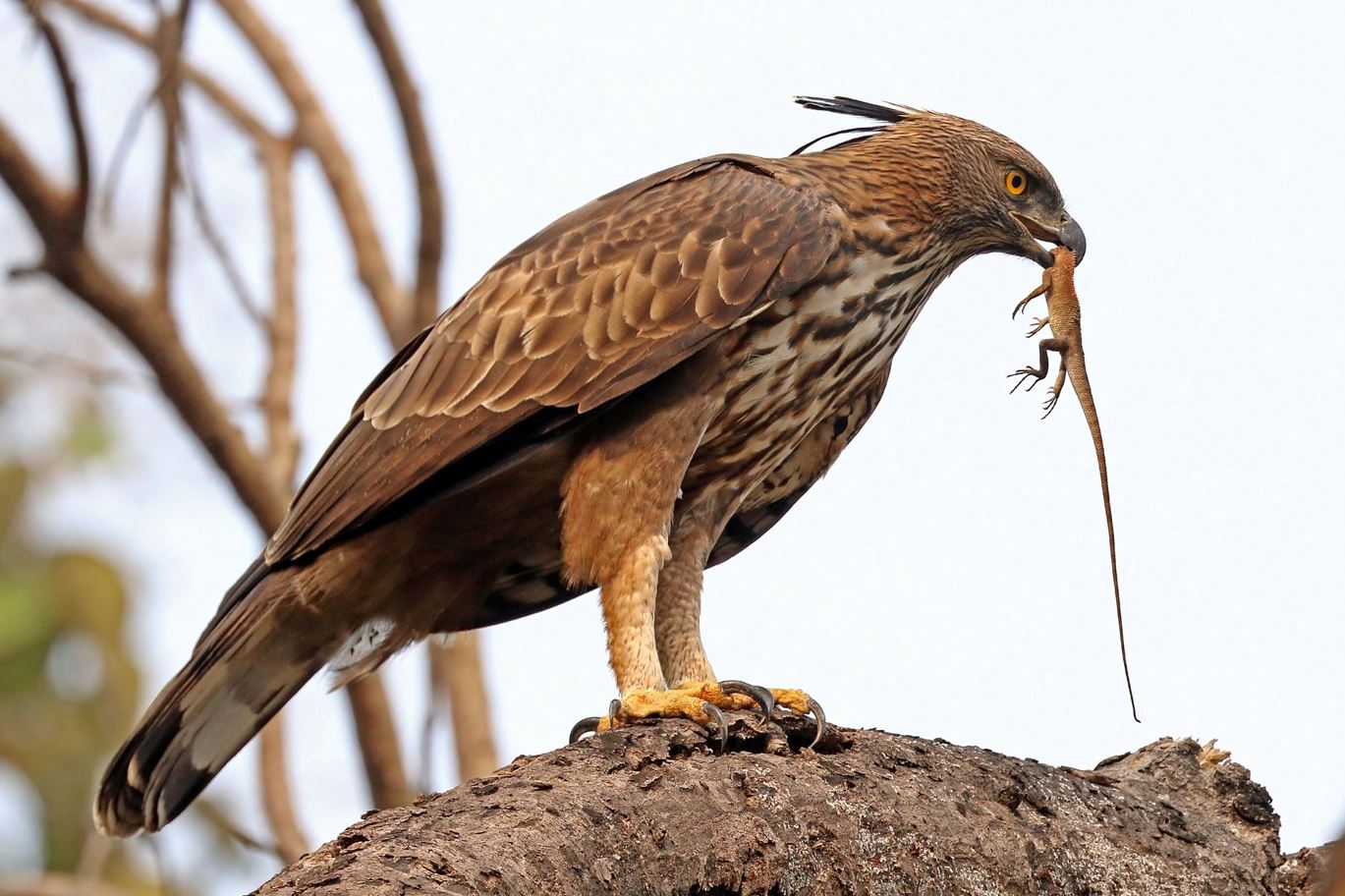 Indische kuifarend - Nisaetus cirrhatus