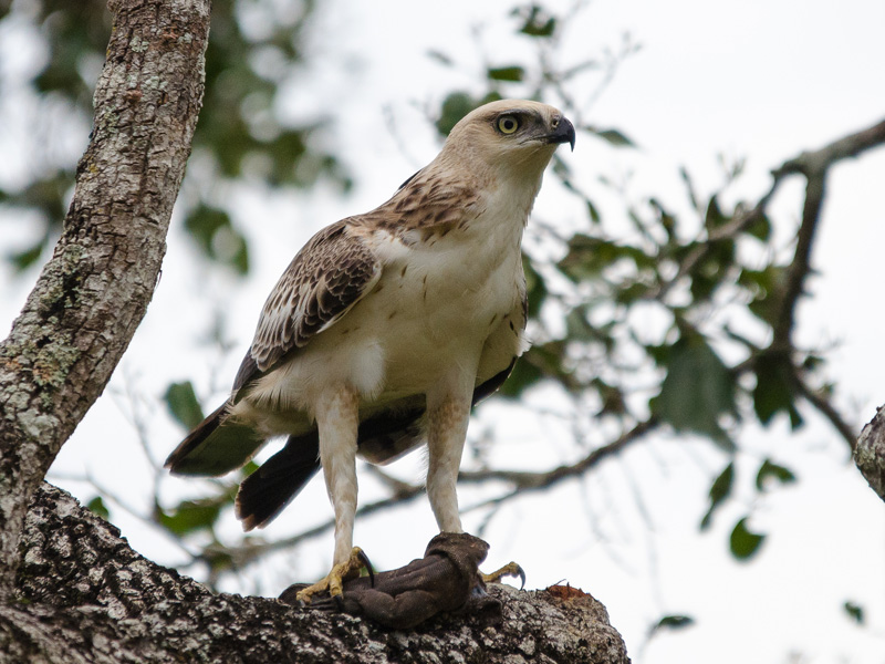 Indische kuifarend - Nisaetus cirrhatus