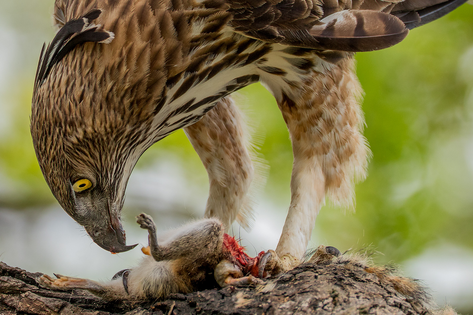 Indische kuifarend - Nisaetus cirrhatus