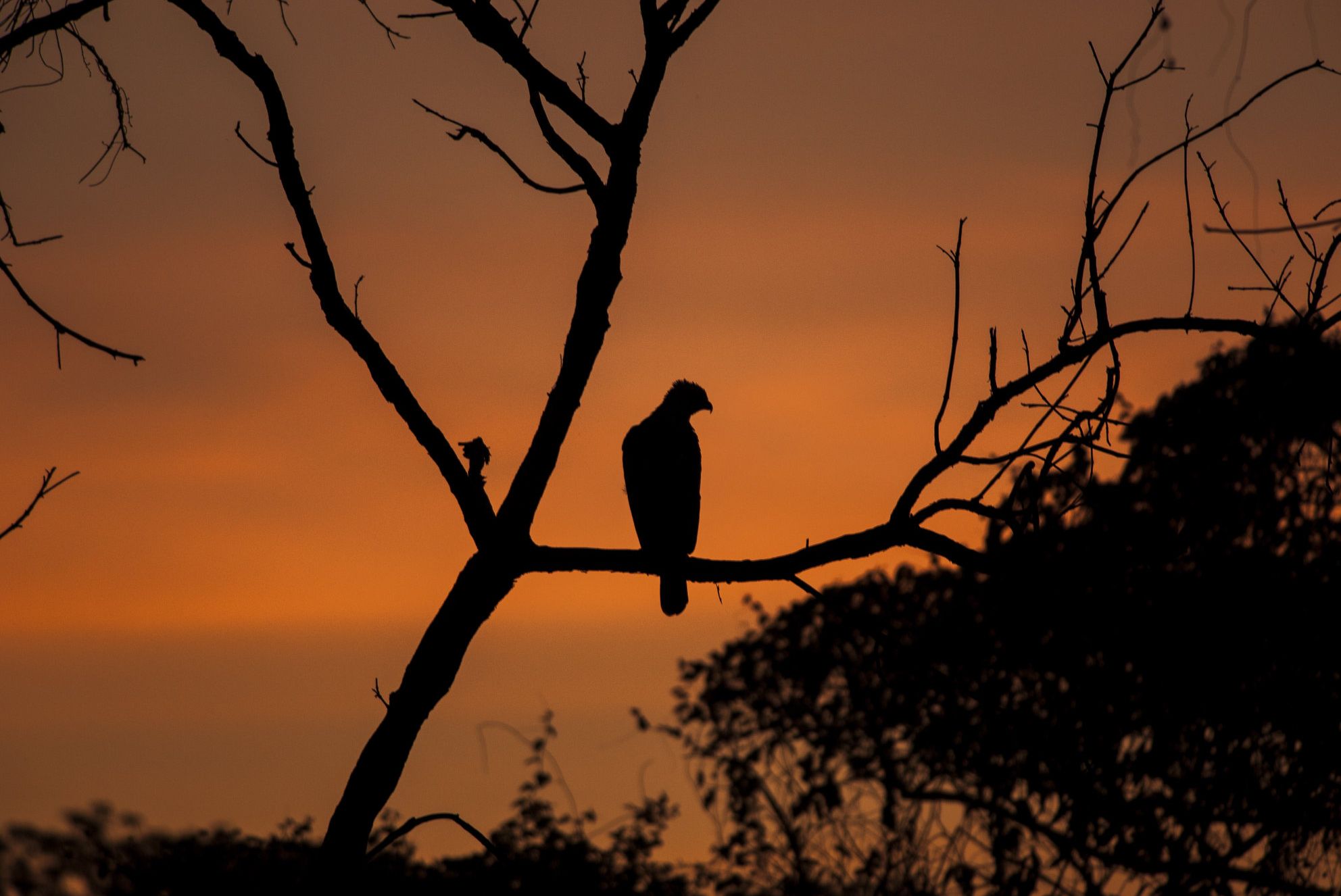 Indische kuifarend - Nisaetus cirrhatus