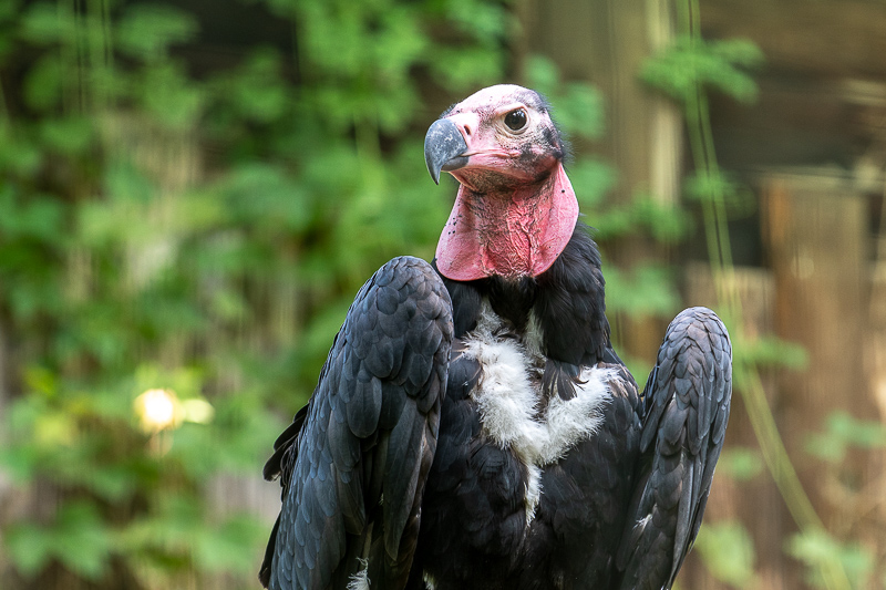 Indische Oorgier - Sarcogyps calvus