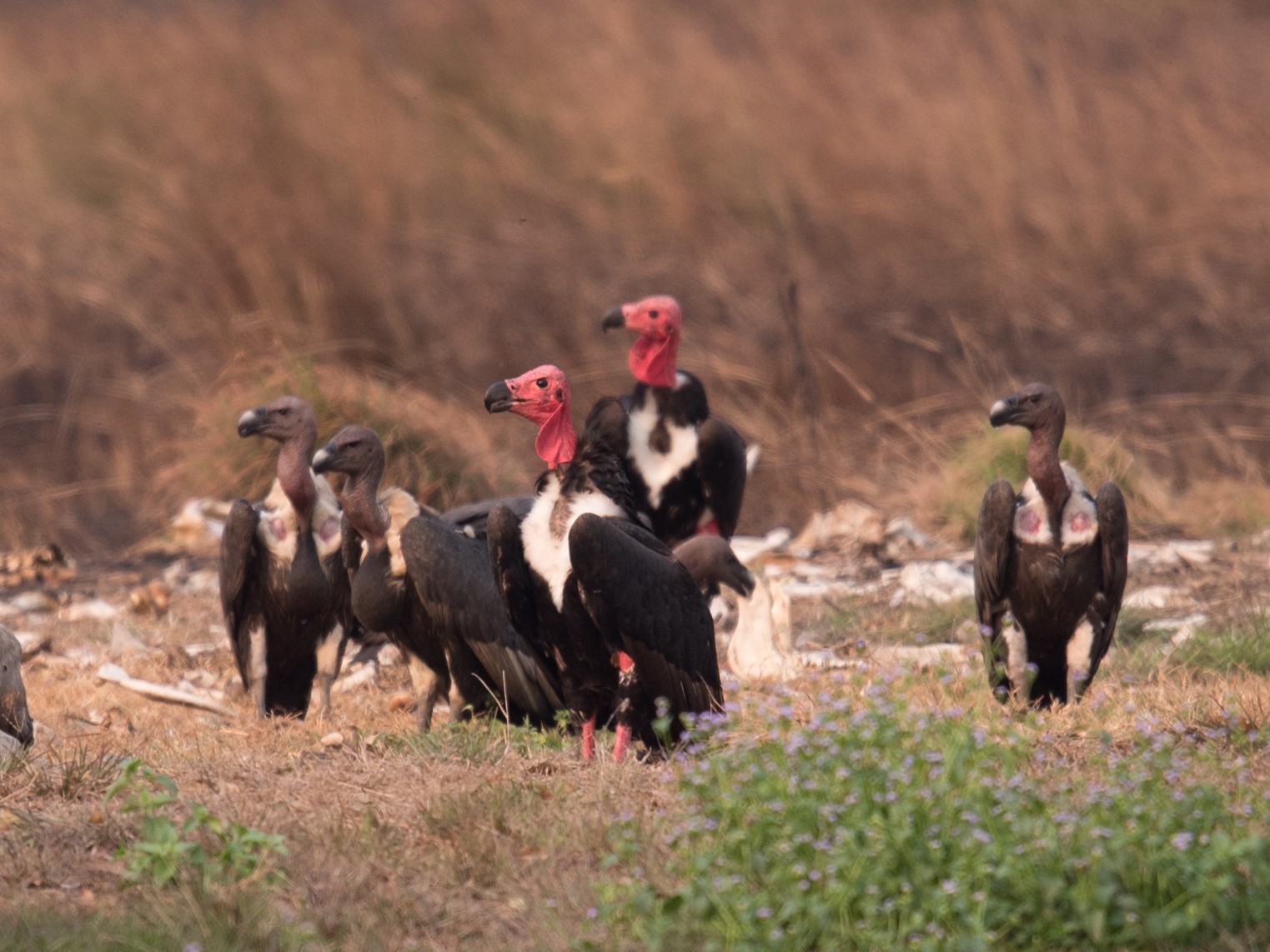 Indische Oorgier - Sarcogyps calvus