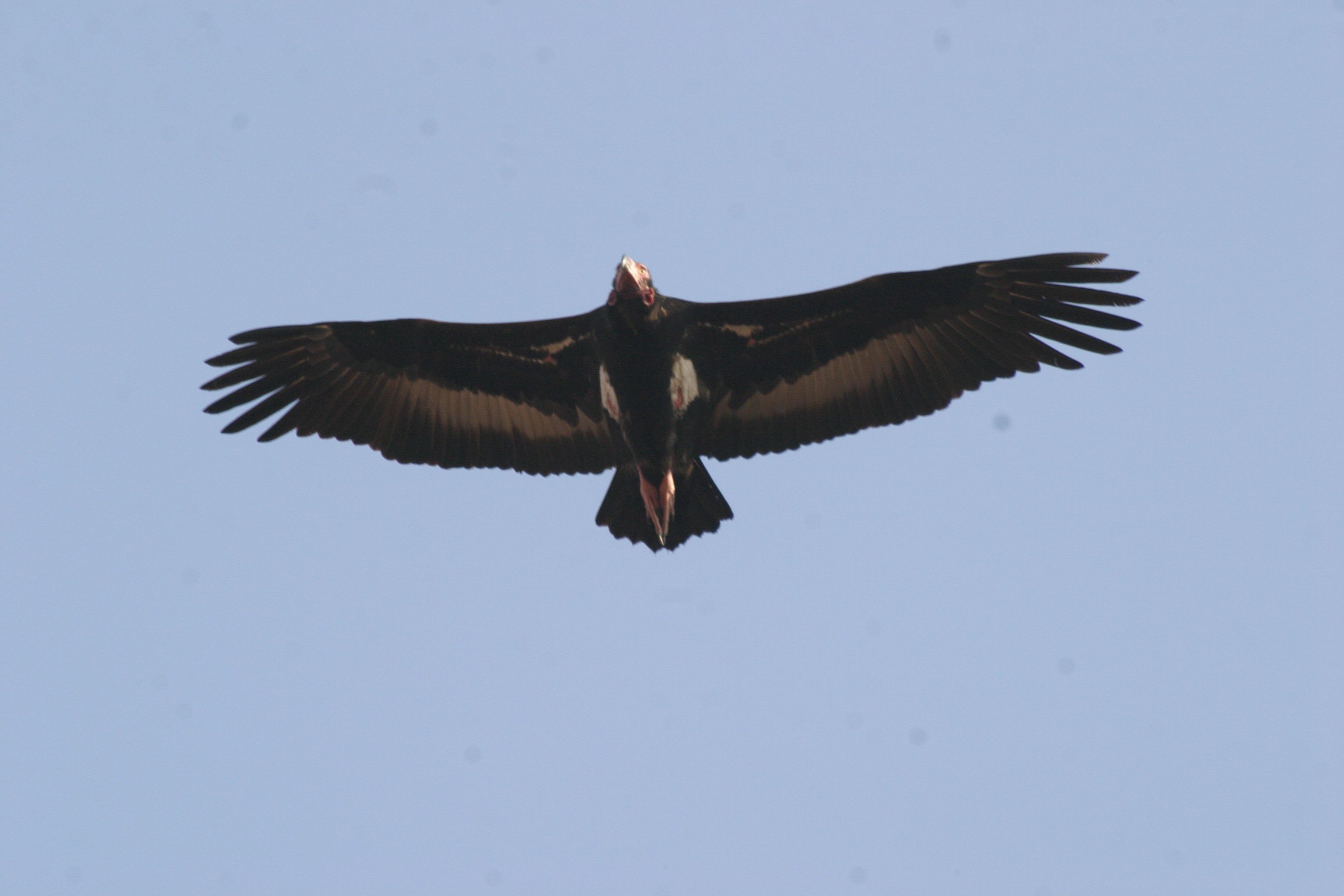 Indische Oorgier - Sarcogyps calvus