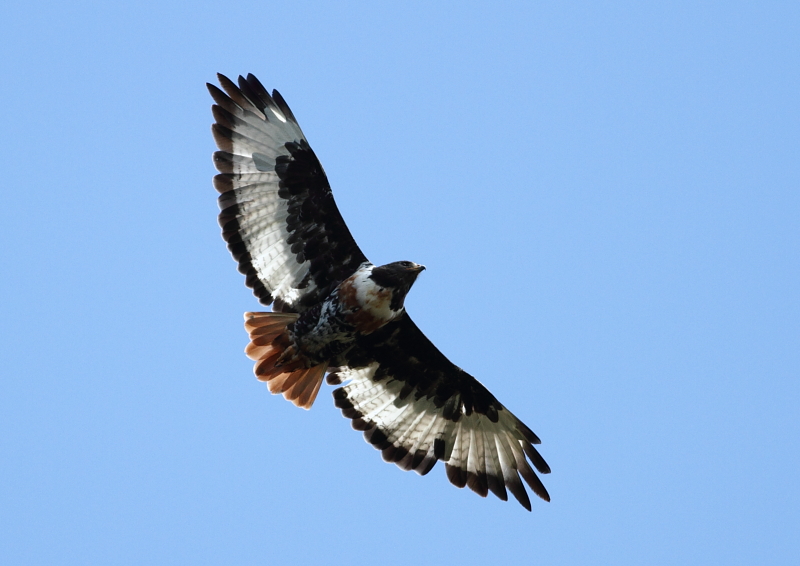 Jakhalsbuizerd - Buteo rufofuscus