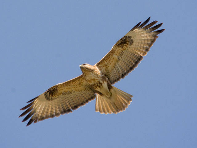 Japanse buizerd - Buteo japonicus