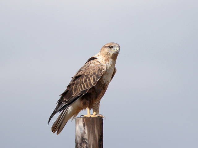 Japanse buizerd - Buteo japonicus