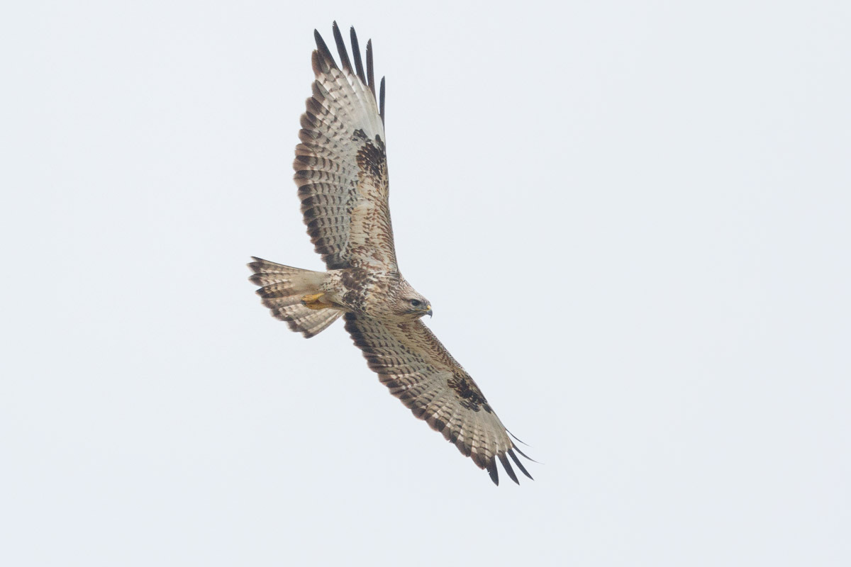 Japanse buizerd - Buteo japonicus