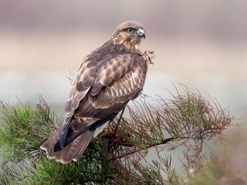 Japanse buizerd - Buteo japonicus