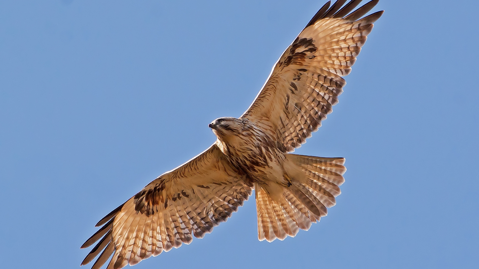 Japanse buizerd - Buteo japonicus