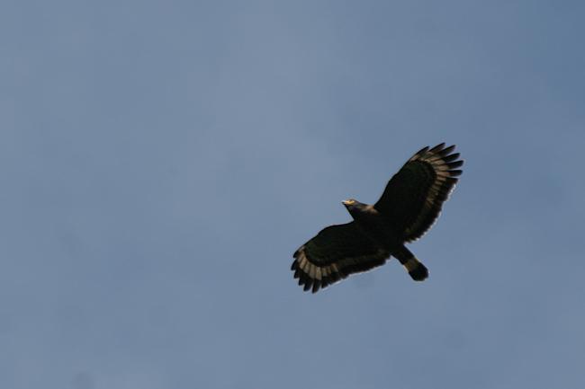 Kinabalu slangenarend - Spilornis kinabaluensis