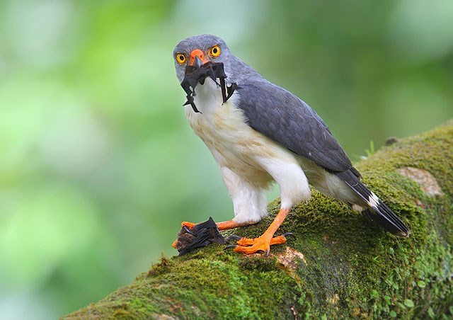 Kleine bontebuizerd - Leucopternis semiplumbeus