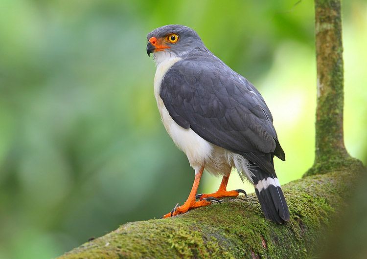 Kleine bontebuizerd - Leucopternis semiplumbeus