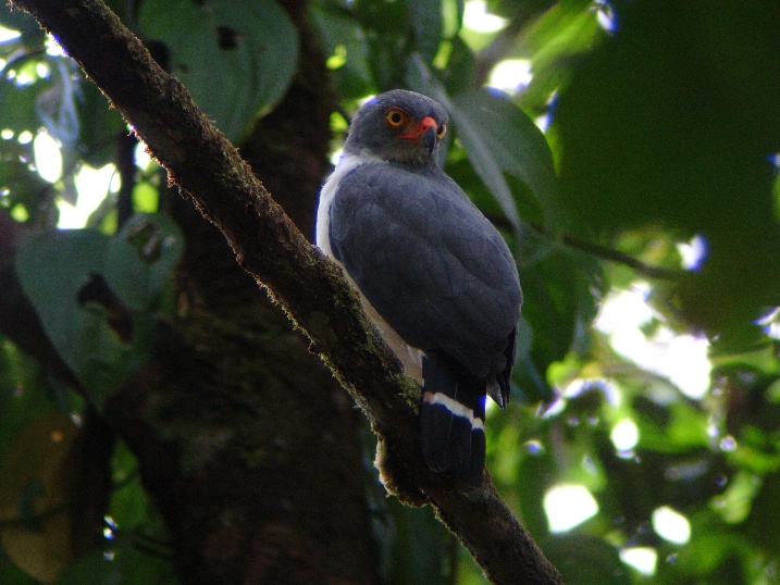 Kleine bontebuizerd - Leucopternis semiplumbeus