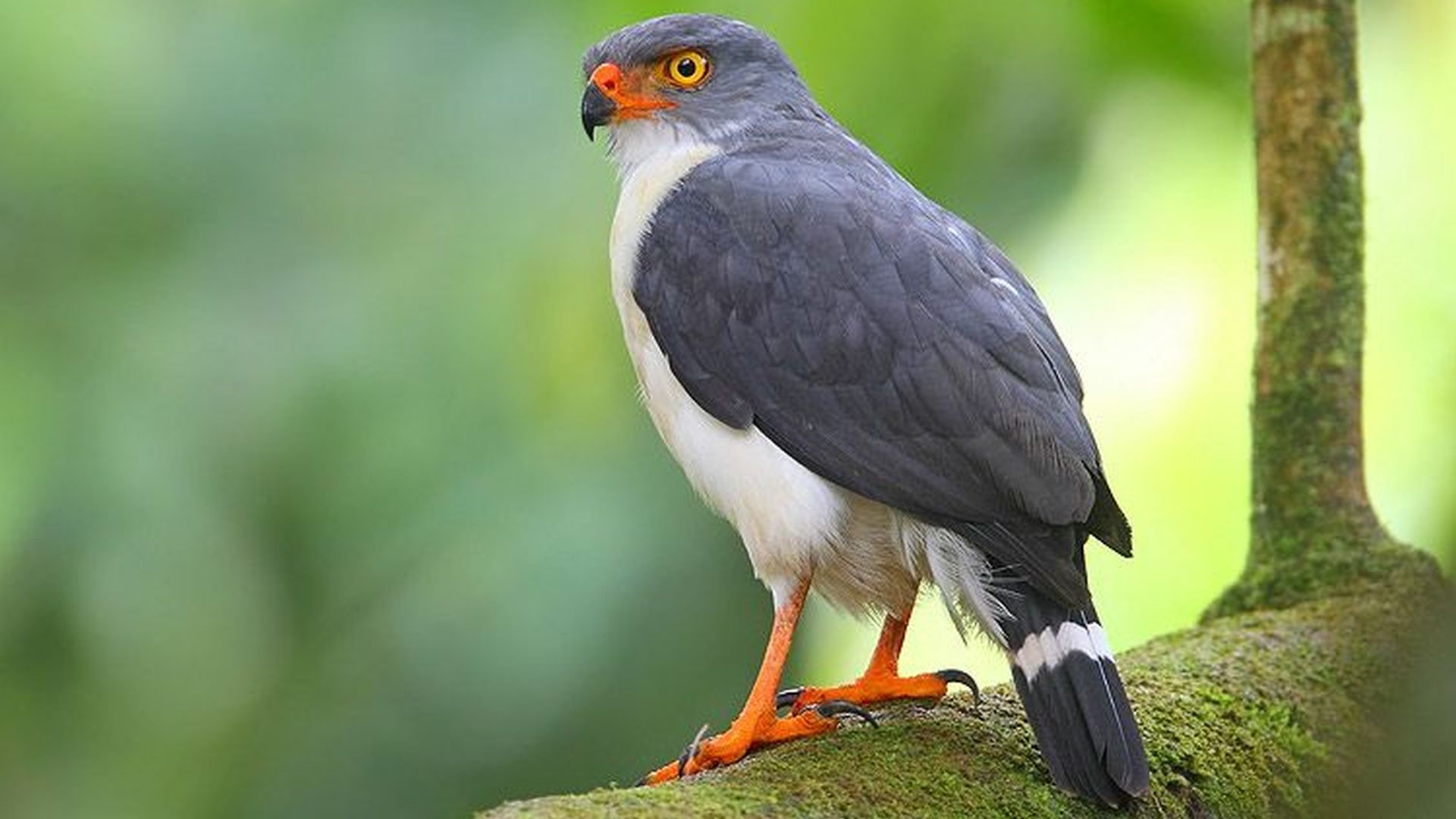 Kleine bontebuizerd - Leucopternis semiplumbeus