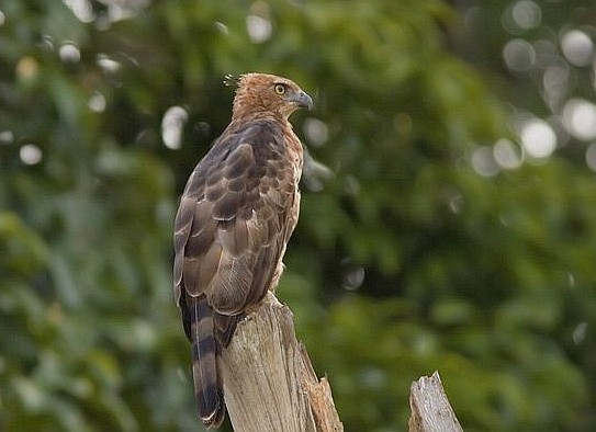 Kleine kuifarend - Nisaetus nanus