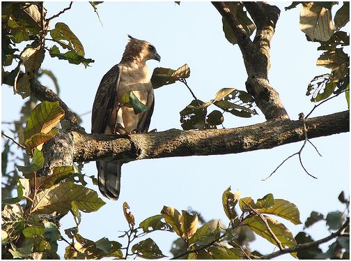 Kleine kuifarend - Nisaetus nanus